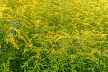 Bright yellow goldenrod flowers fill the field.