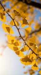 Fototapeta premium Golden ginkgo leaves, illuminated by the sun, cascade gracefully down a branch against a pale blue sky.