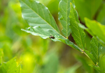European weevil beetle (Liophloeus tessulatus)