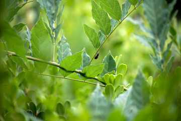 European weevil beetle (Liophloeus tessulatus)
