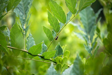 European weevil beetle (Liophloeus tessulatus)