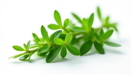 Fototapeta premium Fresh thyme sprig isolated on white background, greenery, stem, nature