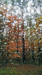 Fototapeta premium Raindrops blurring colorful autumn forest seen through car window