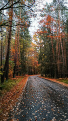 Winding road through autumn forest in bohemian paradise, czechia