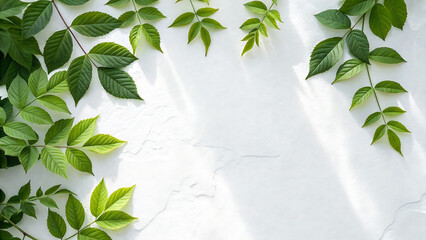 Background of fresh green leaves and branches with sunlight and shadows on a blank white wall