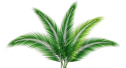 Palm leaves with a vibrant green color isolated on white isolated on transparent background
