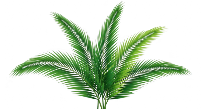 Palm leaves with a vibrant green color isolated on white isolated on transparent background - Powered by Adobe