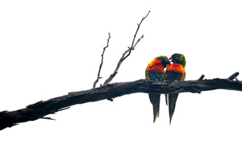 Rainbow Lorikeets (Trichoglossus moluccanus)