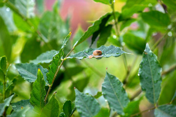 Garden Snail (Cornu aspersum) crawling on a plant