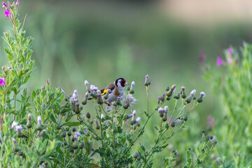 European goldfinch or Carduelis carduelis hairy willow-herb wildflower