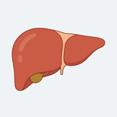 Minimalist Vector Illustration of Liver Organ Icon, Clean Design, Medical Graphic, White Background