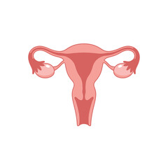 Detailed Flat Illustration of Female Reproductive Anatomy for Educational Use