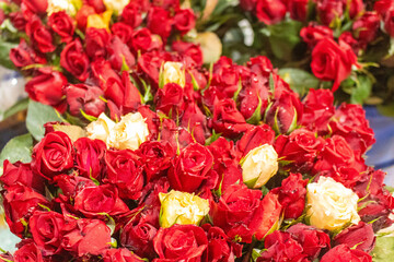 Vibrant red roses with white accent flowers in close-up.