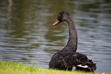 𝗦𝘄𝗮𝗻 𝗹𝗮𝗸𝗲 𝗶𝗻 𝗖𝗵𝗶𝗮𝗻𝗴 𝗠𝗮𝗶