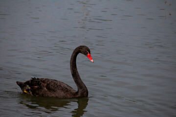 𝗦𝘄𝗮𝗻 𝗹𝗮𝗸𝗲 𝗶𝗻 𝗖𝗵𝗶𝗮𝗻𝗴 𝗠𝗮𝗶