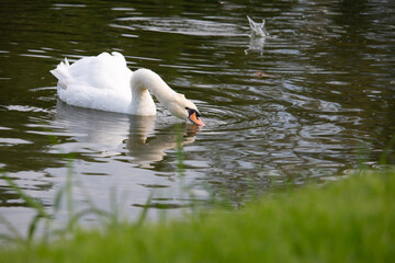 𝗦𝘄𝗮𝗻 𝗹𝗮𝗸𝗲 𝗶𝗻 𝗖𝗵𝗶𝗮𝗻𝗴 𝗠𝗮𝗶