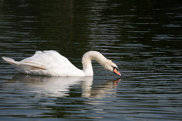 Chiang Mai PAO Public Park released 10 swans, eight black and two white, into its lake  in order to draw in more crowds. The park is on Khlong Chonlaprathan Road in Chiang Mai's Muang district. 