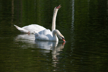 𝗦𝘄𝗮𝗻 𝗹𝗮𝗸𝗲 𝗶𝗻 𝗖𝗵𝗶𝗮𝗻𝗴 𝗠𝗮𝗶