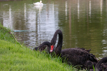 𝗦𝘄𝗮𝗻 𝗹𝗮𝗸𝗲 𝗶𝗻 𝗖𝗵𝗶𝗮𝗻𝗴 𝗠𝗮𝗶