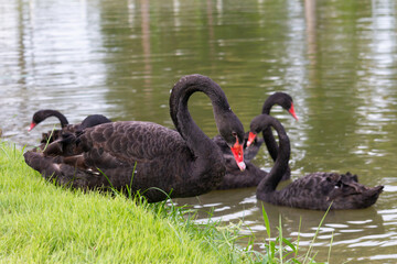 𝗦𝘄𝗮𝗻 𝗹𝗮𝗸𝗲 𝗶𝗻 𝗖𝗵𝗶𝗮𝗻𝗴 𝗠𝗮𝗶