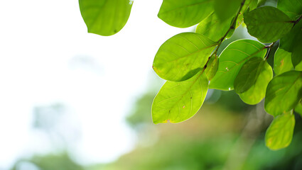 Bright green leaves on a branch backlit by sunlight nature foliage