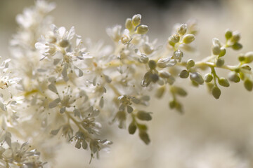 White flowers surrounded by bright sunlight, close-up of delicate, wide petals, light background, white pollen stigmas, light buds, delicate petals