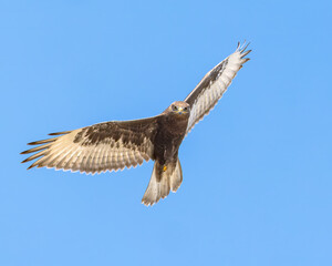An adult dark morph Ferruginous Hawk soars against a blue sky.