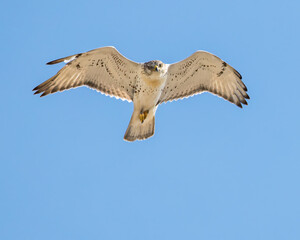 An adult light morph Ferruginous Hawk soars against a blue sky.