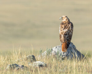 A Red-tailed Hawk gazes across the prairie landscape.