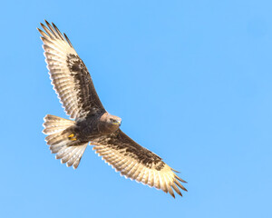 An adult dark morph Ferruginous Hawk soars against a blue sky.