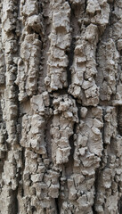 Obraz premium Close-Up of Rough Wooden Surface Featuring Organic Patterns