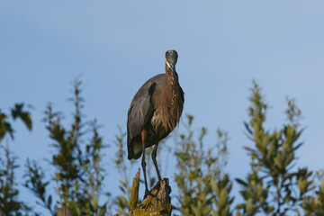 A majestic great blue heron perches on a weathered stump, its dark feathers and sharp beak contrasted against a clear sky and blurred  foliage.