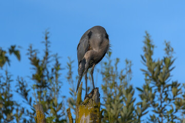 A majestic great blue heron perches on a weathered stump, its dark feathers and sharp beak contrasted against a clear sky and blurred  foliage.