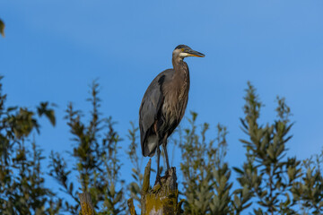 A majestic great blue heron perches on a weathered stump, its dark feathers and sharp beak contrasted against a clear sky and blurred  foliage.