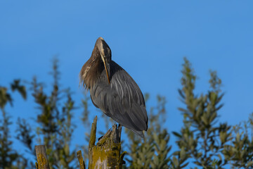 A majestic great blue heron perches on a weathered stump, its dark feathers and sharp beak contrasted against a clear sky and blurred  foliage.