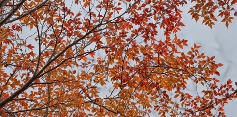 Crimson, gold, and russet leaves clinging to bare branches , park, photography