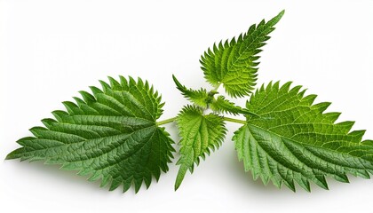 nettle plant overhead view on white background