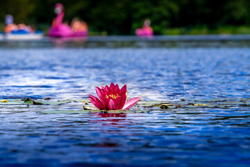 Lilia wodna i błękitna woda © Piotr