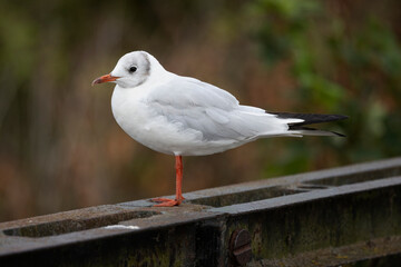 Close up of a Common Tern perched on iron bar at Attenborough Nature Reserve, Nottinghamshire, UK on 24 August 2025