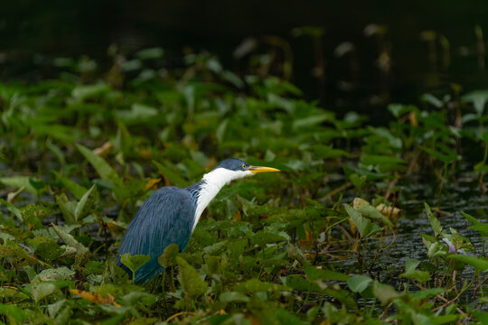 Pied heron (Egretta picata), also known as the pied egret bird found in coastal and sub-coastal areas