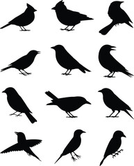 Set of black bird silhouettes in various poses, perched, flying, standing, isolated on white background, wildlife vector art illustration