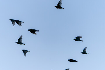 Nature effect flock of birds flying overhead blurred in motion against blue sky