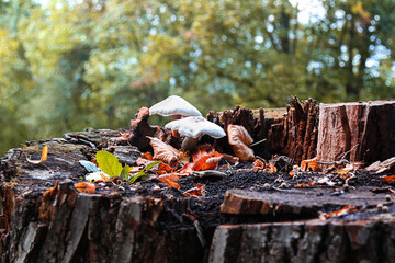 Mushrooms Growing on Old Tree Stump in Autumn Forest