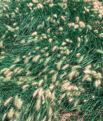 Green grass with fluffy seed heads in sunlight.