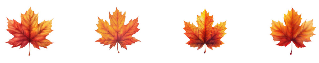Fototapeta premium Four vibrant autumn maple leaves in shades of red, orange, and yellow, isolated on a transparent background