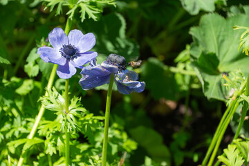 Close up of a bee on a Blue poppy meconopsis with green leaves and stem