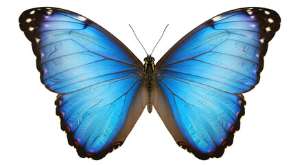 Fototapeta premium Stunning Blue Morpho Butterfly Isolated on Black Background Delicate Wings and Natural Beauty