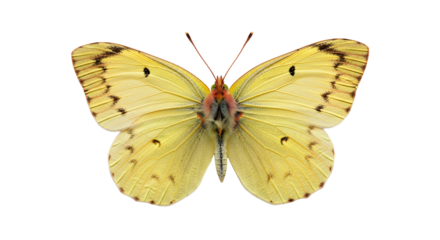 Yellow Butterfly Close Up Delicate Insect Nature Macro Photography Wildlife Beautiful Wings Pattern