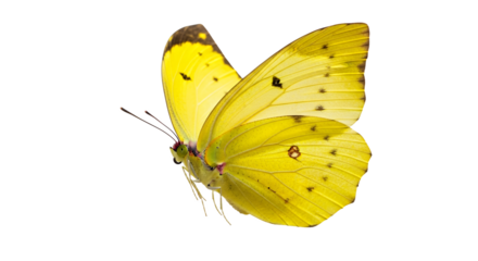 Yellow Butterfly Close Up Delicate Wing Pattern Nature Insect Wildlife Macro Photography Stock Image