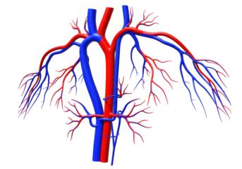Isolated 3D-rendered illustration of blood vessels, arteries, and veins showing human vascular system